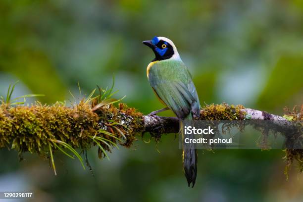 Green Jay Also Known As Inca Jay Stock Photo - Download Image Now - Biodiversity, Bird Watching, Ecuador
