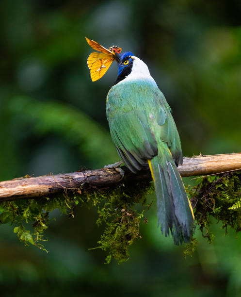 istock Green Jay also known as Inca Jay eating insect 1290298569