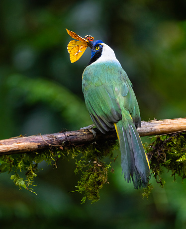 Green Jay or Inca Jay, cyanocorax Yncas, native to Andes of South America. Bird in its natural habitat.