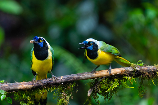 Green Jay or Inca Jay, cyanocorax Yncas, native to Andes of South America. Bird in its natural habitat.