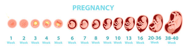 ilustraciones, imágenes clip art, dibujos animados e iconos de stock de génesis del embrión humano por semanas. ilustración de dibujos animados vectoriales. - ultrasound human pregnancy ultrasound machine doctor