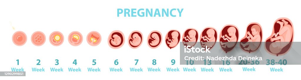Human Embryo Genesis By Weeks Vector Cartoon Illustration Stock  Illustration - Download Image Now - iStock
