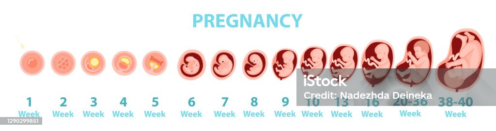 Human Embryo Genesis By Weeks Vector Cartoon Illustration Stock Illustration - Download Image Now - iStock Human Embryo Genesis By Weeks Vector Cartoon Illustration Stock Illustration - Download Image Now - iStock