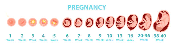 Human embryo genesis by weeks. Vector cartoon illustration. Human embryo genesis by weeks. Vector cartoon illustration. fetus stock illustrations