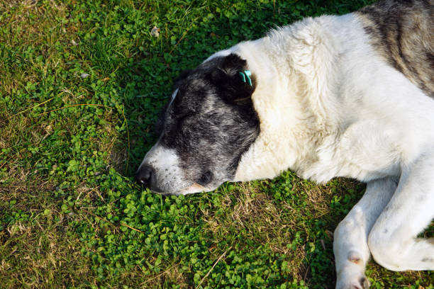 The big dog lying on the grass