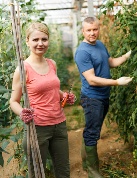 istock Woman with man cultivating tomatoes 1290301008