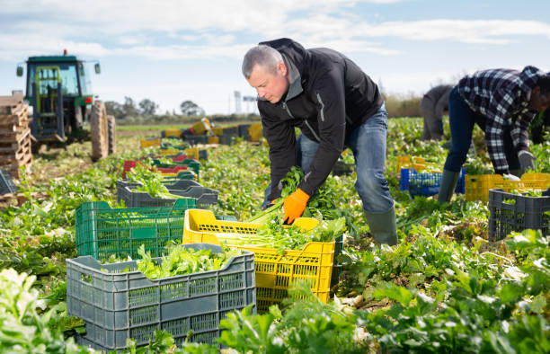 istock Man arranging crop of celery in boxes 1290301064