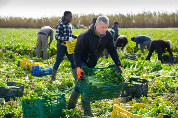 istock Farm worker carrying crates with harvested celery 1290301068