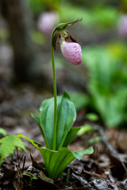 istock Full Pink lady's slipper plant 1290301396