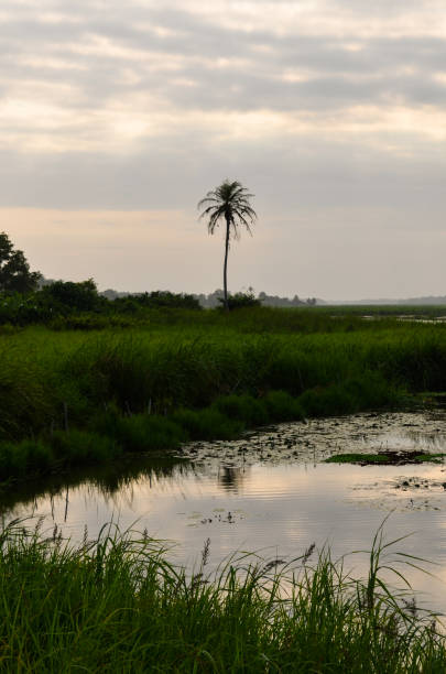 Ebrie Lagoon in Ivory Coast Ebrié Lagoon in Grand-Bassam, Ivory Coast. ivory coast landscape stock pictures, royalty-free photos & images