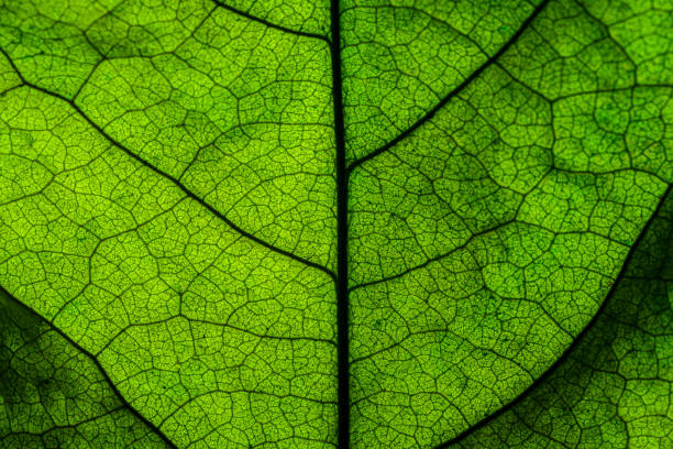 istock Rich green leaf texture see through symmetry vein structure, beautiful nature texture concept, copy space 1290302563