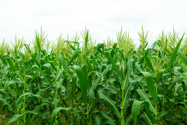 istock Fresh young corn field in the farm on white sky background 1290302567
