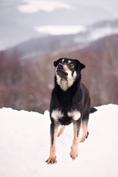 istock Dog winter photo 1290303933