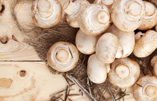 istock Champignon mushrooms on rustic wooden background, top view 1290306451