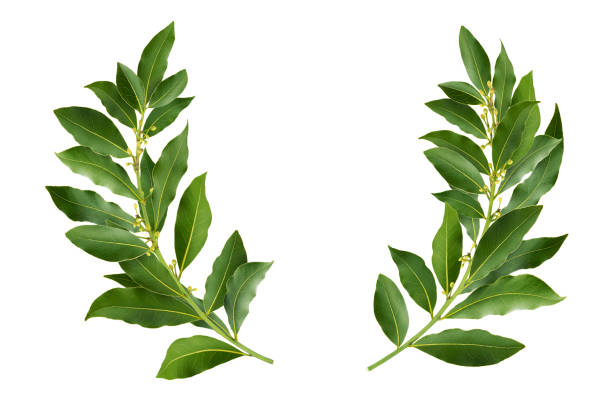 Laurel wreath isolated on white background with clipping path Laurel wreath made of fresh bay leaf branches, isolated on white background with clipping path wreath photos stock pictures, royalty-free photos & images