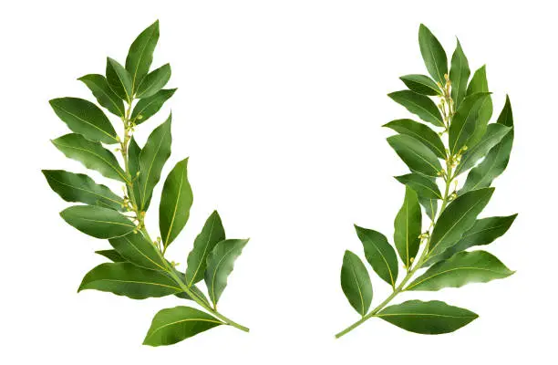 Photo of Laurel wreath isolated on white background with clipping path