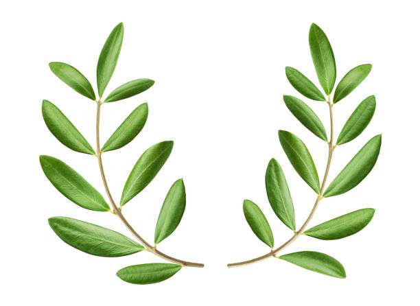 istock Olive wreath isolated on white background with clipping path 1290306532