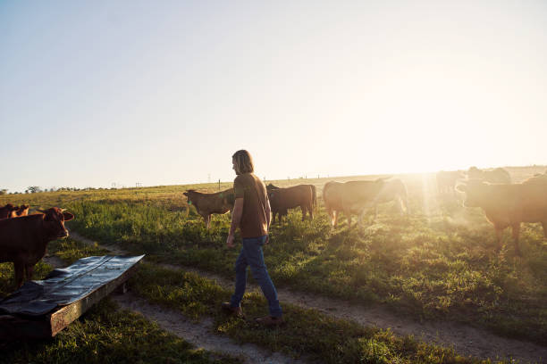 istock Cattle farming is hard but rewarding work 1290307420