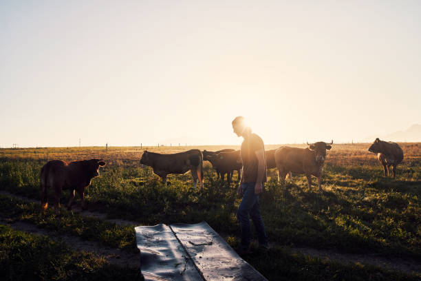 istock The rancher is here to round up the herd 1290307424