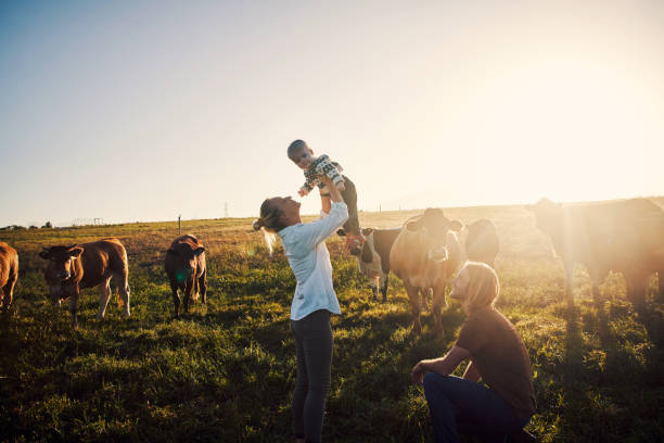 воспитание одного счастливого ребенка страны - farm cow стоковые фото и изображения