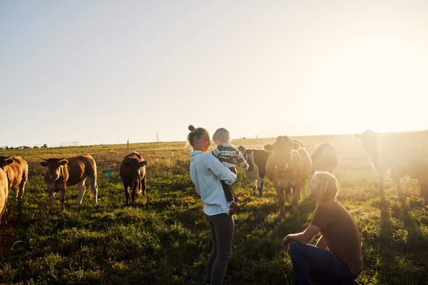 istock She sure loves watching all the cows 1290307431