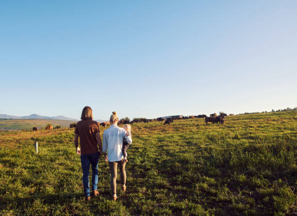 istock These cattle are like our children too 1290307446