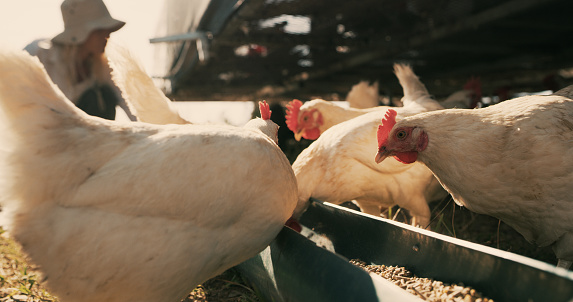 Closeup shot of chickens on a farm