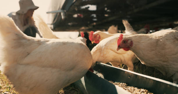 It's breakfast time Closeup shot of chickens on a farm feeding chickens stock pictures, royalty-free photos & images