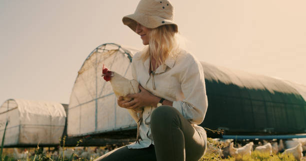 istock This is what sustainable poultry farming is all about 1290307499