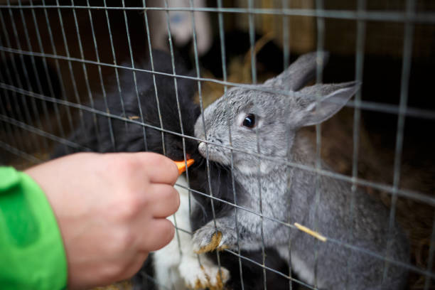 istock three muzzles of fluffy gray rabbits in a cage in a zoo 1290307909