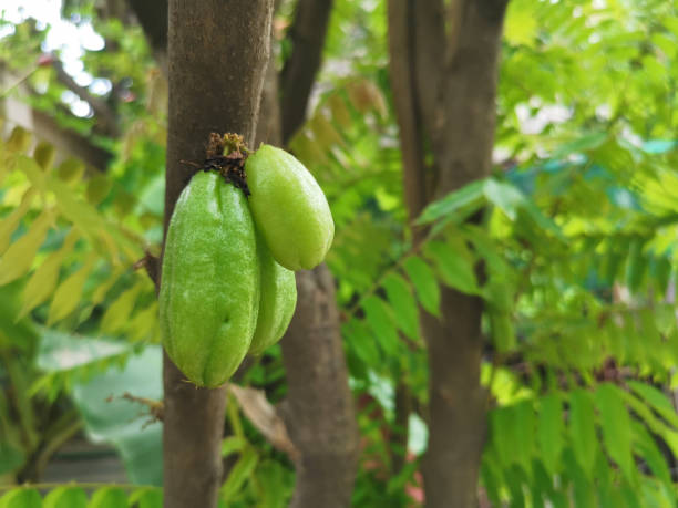 taling pling (bilimbi), agrumi verdi su un ramo in giardino. ingredienti nel cibo tailandese - pling foto e immagini stock