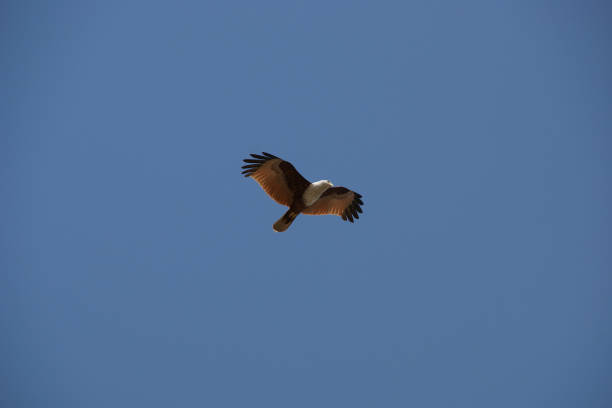 flying eagle wings. eagle silhouette in the blue sky