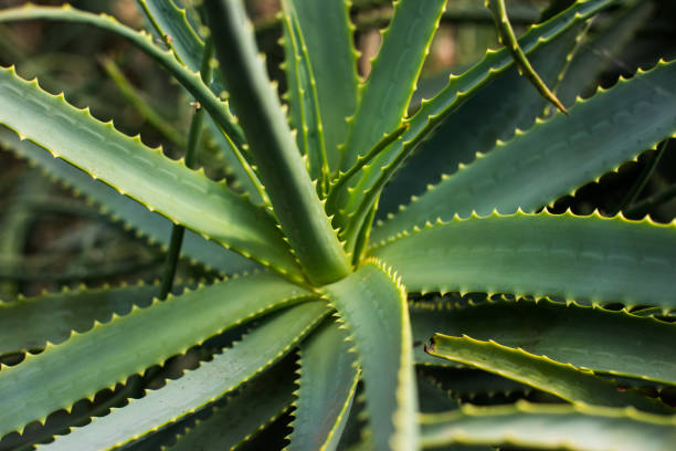 istock Aloe Vera plant detail 1290309564