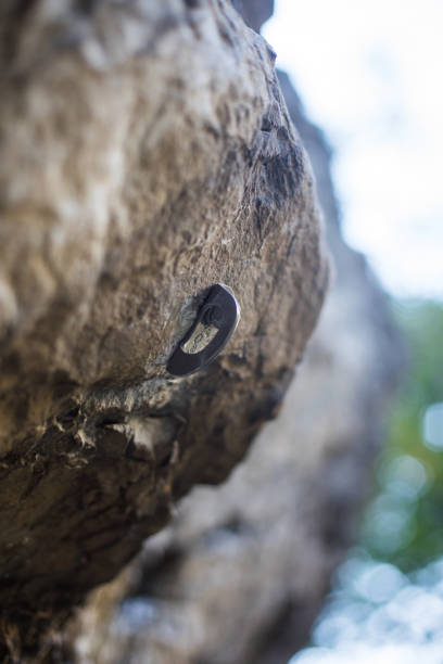 istock Safety device used in rock climbing 1290309577