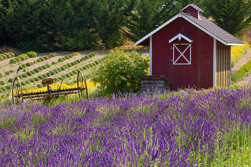 Beautiful rural scene with vibrant lavender in summertime in Sequim, Washington