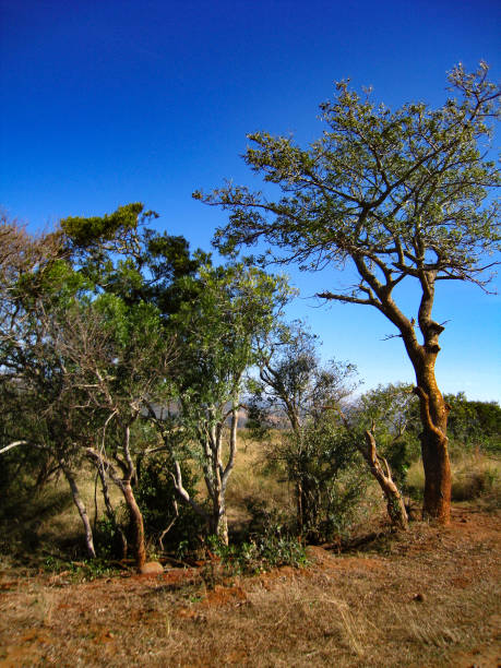 национальный парк пиланесберг в - pilanesberg national park фотографии стоковые фото и изображения