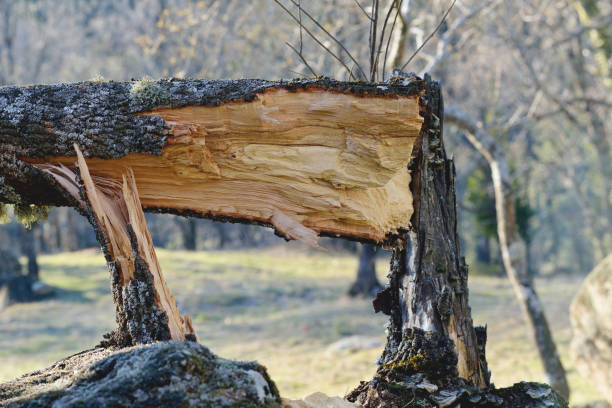 istock Fallen tree and broken by the storm in the Spanish forest 1290311605