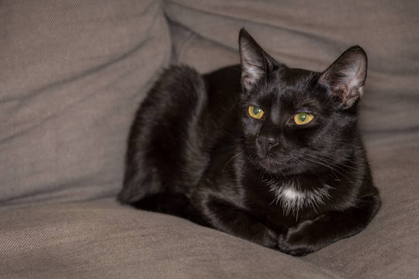 istock Black cat with a white spot sleeping on a gray couch or sofa 1290312176