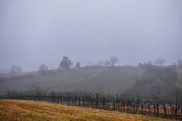 istock dense fog and hills with trees and grapevines 1290312626