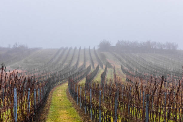 istock curved vineyards with dense fog in the winter 1290312644