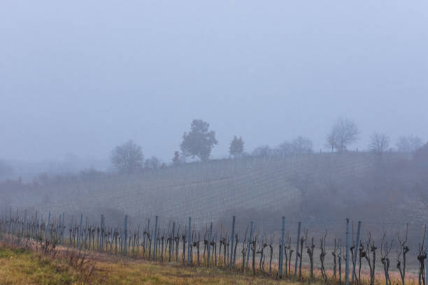 istock vineyards and dense grey fog in the winter 1290312655