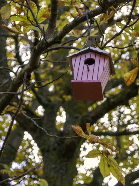 istock Wooden bird house 1290312751