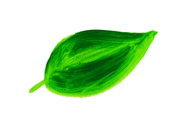Green leaf smears with acrylic paint and textures on a white background. Grunge abstract hand-painted element. Hard, picturesque texture of acrylic paint. Eco element icon to indicate natural