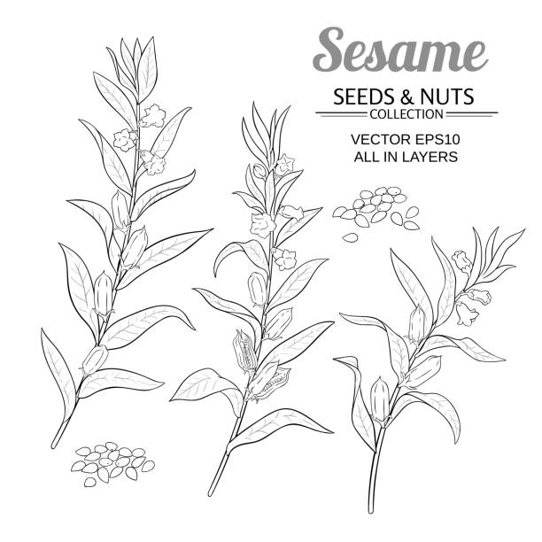 набор векторов кунжута - sesame stock illustrations