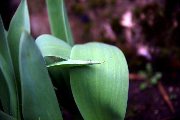 istock Intertwining leaves of a tulip plant to support a raindrop 1290313060