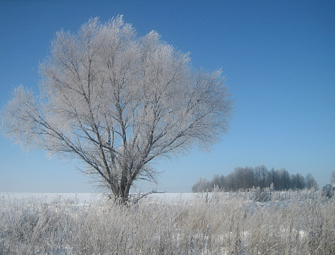 A lonely tree in the middle of a field on a frosty winter day. The branches of the tree are richly covered with frost that glistens in the sun. Clear blue sky without a single cloud.