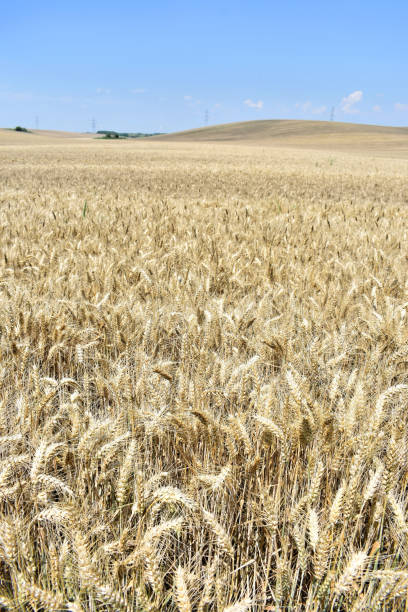 여름에 잘 익은 보리 농장 - oat farm grass barley 뉴스 사진 이미지