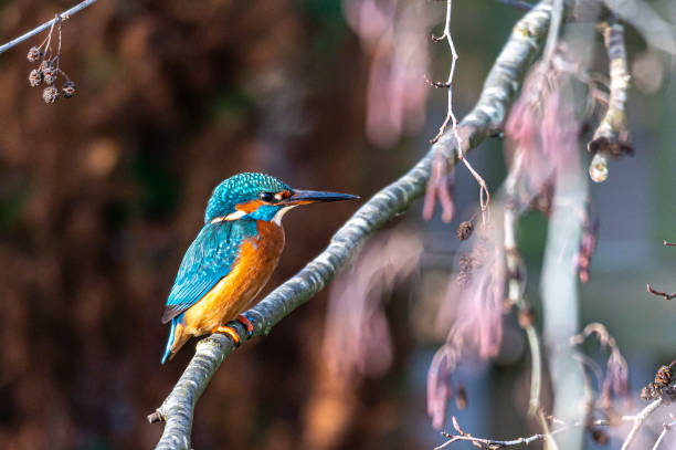istock Kingfisher bird, alcedo atthis, perched on a winter branch 1290315720