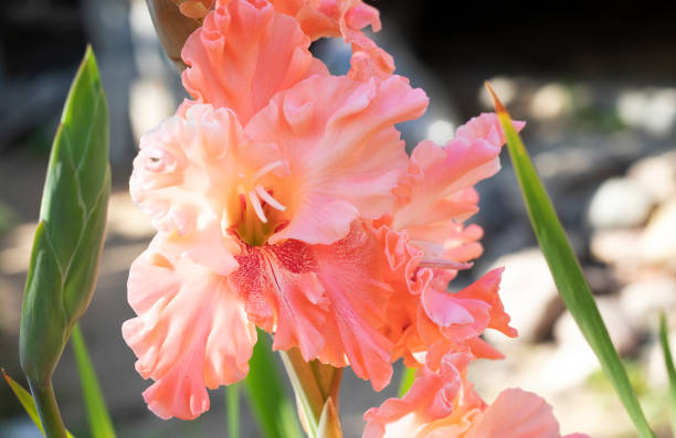 istock gladiolus flowers in the garden 1290315853