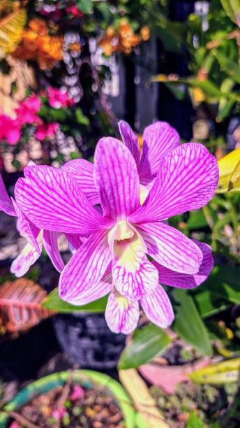 istock Anggrek Dendrobium, Indonesian Flowers that are preserved 1290316079